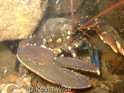 Same lobster different angle, though`s are big claws   by Kevin Wise 